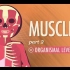 【10分钟速成课：解剖与生理】第22集 - 肌肉 part 2 有机水平