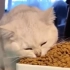 干饭猫的日常