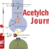 两分钟介绍神经科学系列 #60 acetylcholine 乙酰胆碱 转载自YouTube 中英双语字幕