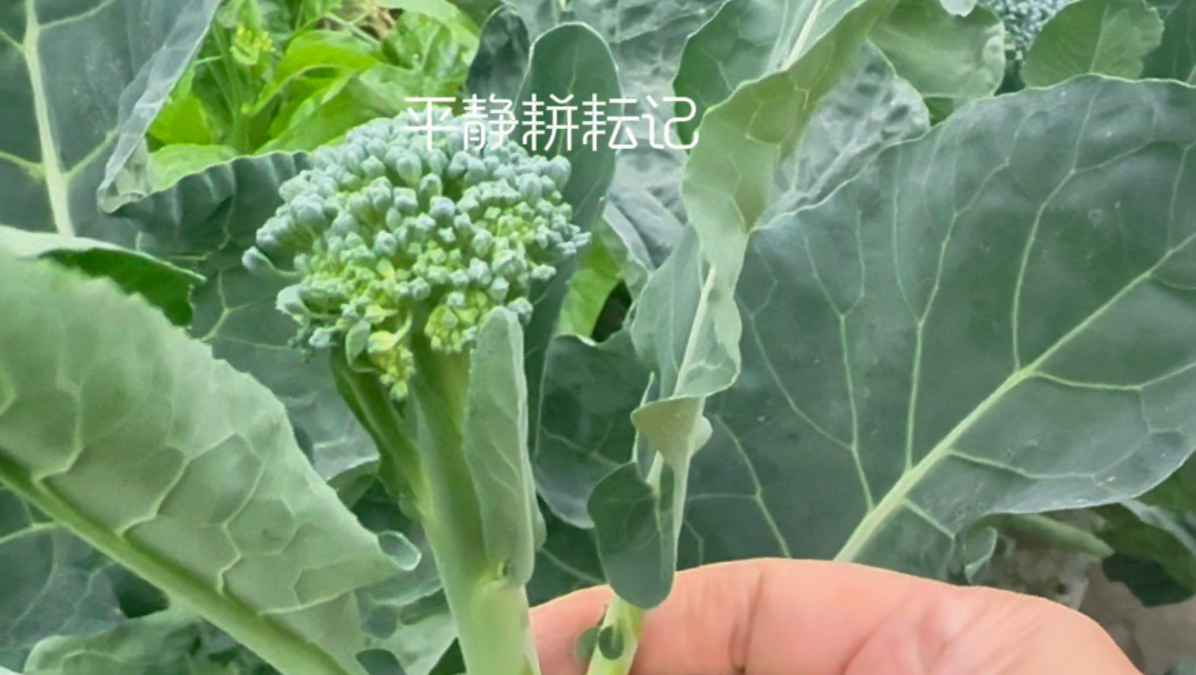 今年种了六棵西兰苔，不停爆菜苔，后悔种少了 #西兰苔#楼顶种菜