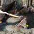 3只水豚悠闲泡澡，被2只鹈鹕一左一右不停骚扰，最终落荒而逃！