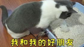 83cdc3885b524932833315ed1afe8cc0f41c2a3d.jpg@280w_158h_1c_100q.jpg