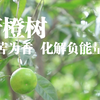 化解负能量的宝藏树