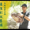 《溢遊未盡》帛琉：通往彩虹盡頭的帛琉主要公路（1080P