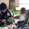 日本玩手机的猴子