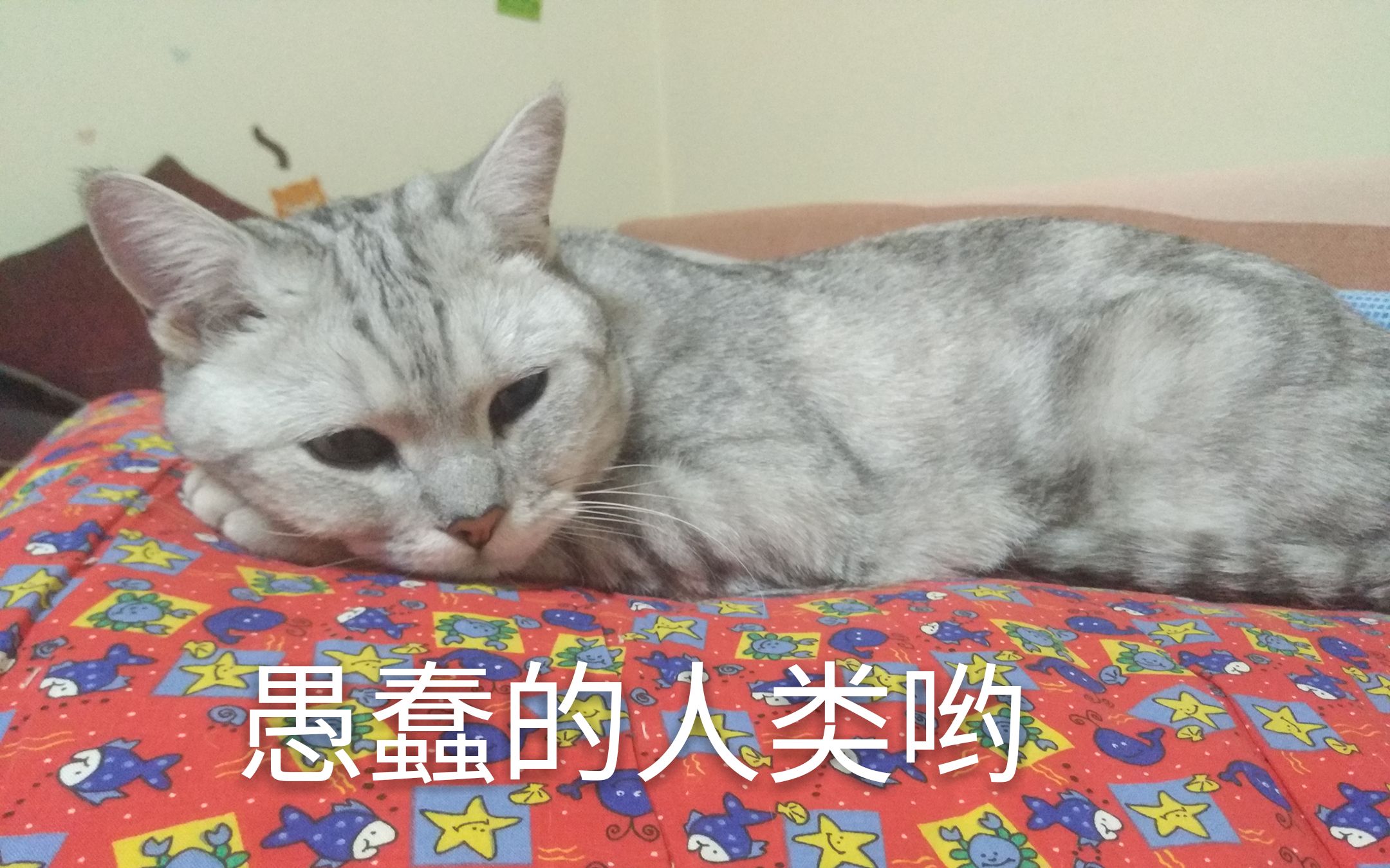 震惊!b站某up主竟直播猫舔蛋蛋!