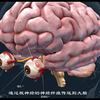 人体的五种基本感觉即视觉，听觉 嗅觉，味觉，和触觉