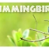 All About Hummingbirds for Kids - Hummingbird Facts for Chil