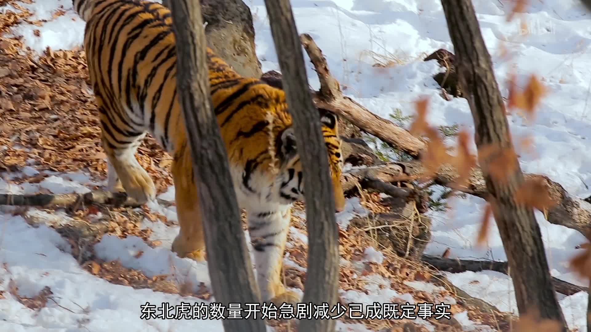 东北虎-纪录片-全集-高清正版在线观看-bilibili-哔哩哔哩