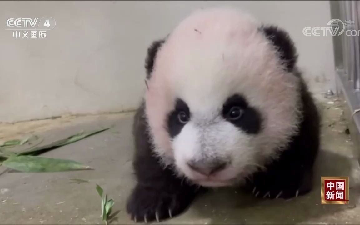【大熊猫嘉嘉仔】新加坡：大熊猫宝宝满百天 名字将在近日公布