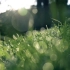 【打卡视频】清晨草地、日出空镜