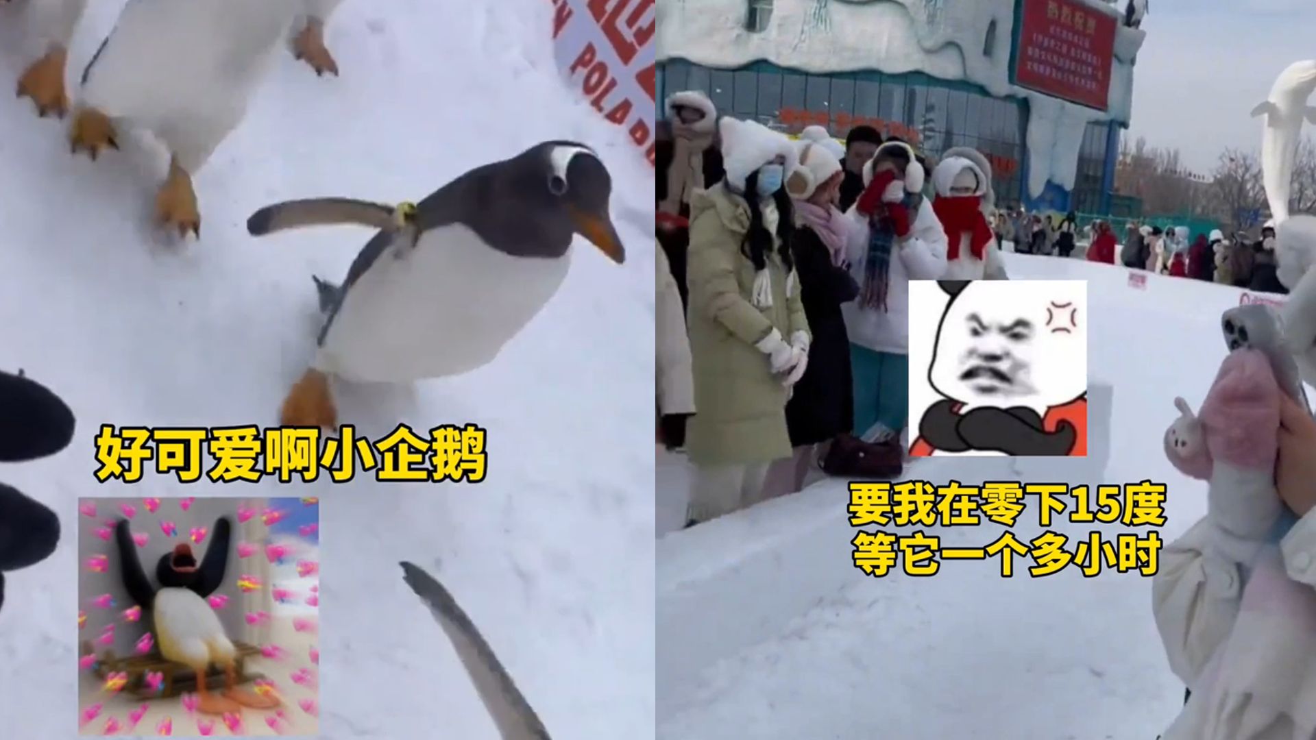 女生去极地公园看企鹅，上秒还在疯狂吐槽下秒表情瞬变：变脸大师