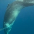 动物尸体会爆炸！可能你遇到搁浅的鲸鱼，作死踩一脚分分钟被炸飞！