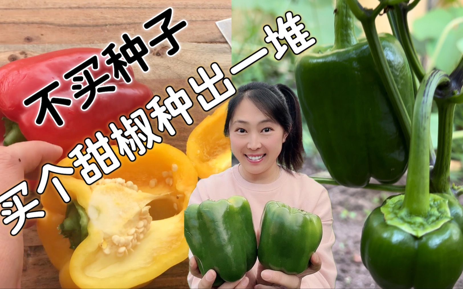 不买种子，买个甜椒回家，吃完种出一大堆甜椒/青椒，再吃三个月