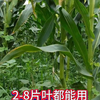 玉米地除草怕伤害玉米苗试试这个#烟嘧莠去津 #分享农业知识帮农民增产增收 #玉米除草剂厂家