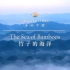 《美丽中国 竹子的海洋》-The Sea of Bamboo