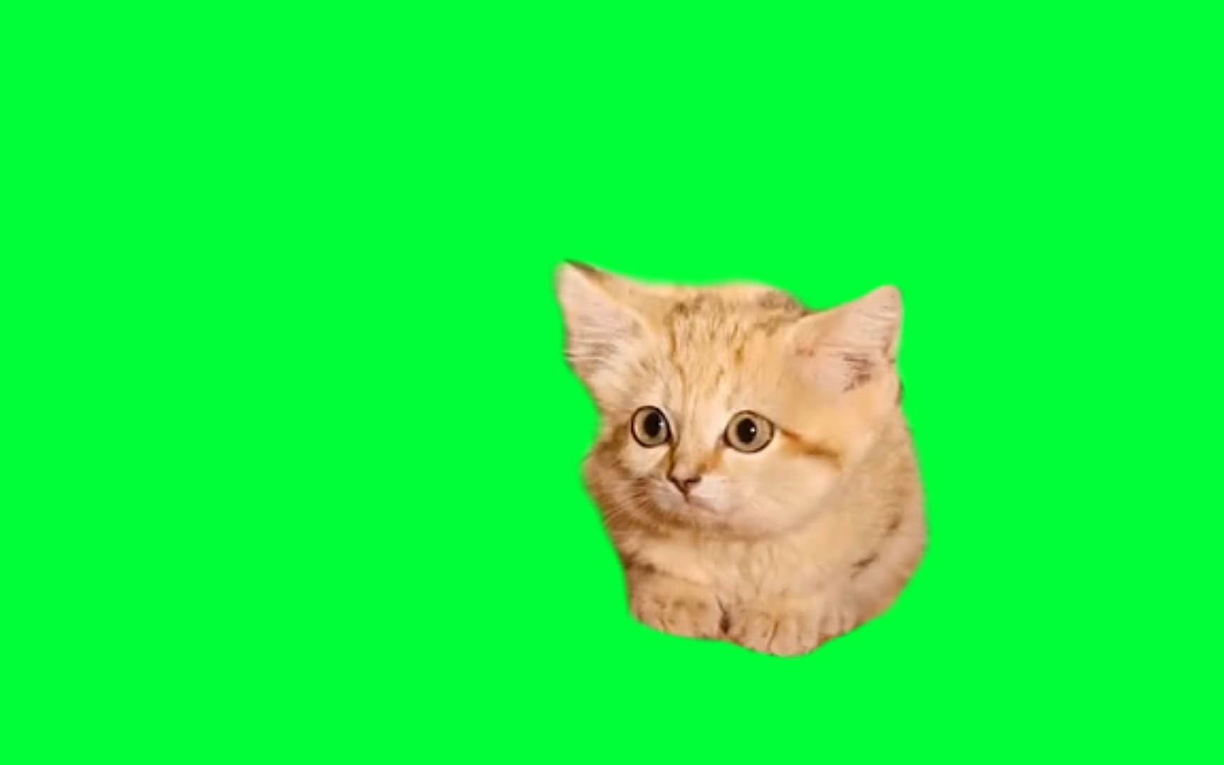 【绿幕素材】【猫meme】富有沙猫变身 - 自抠素材