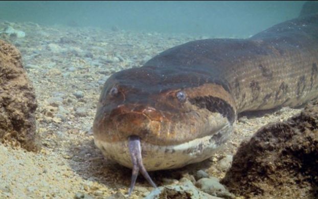 世界上最大的湿地，潘塔纳尔湿地巨型水蟒杀鳄鱼
