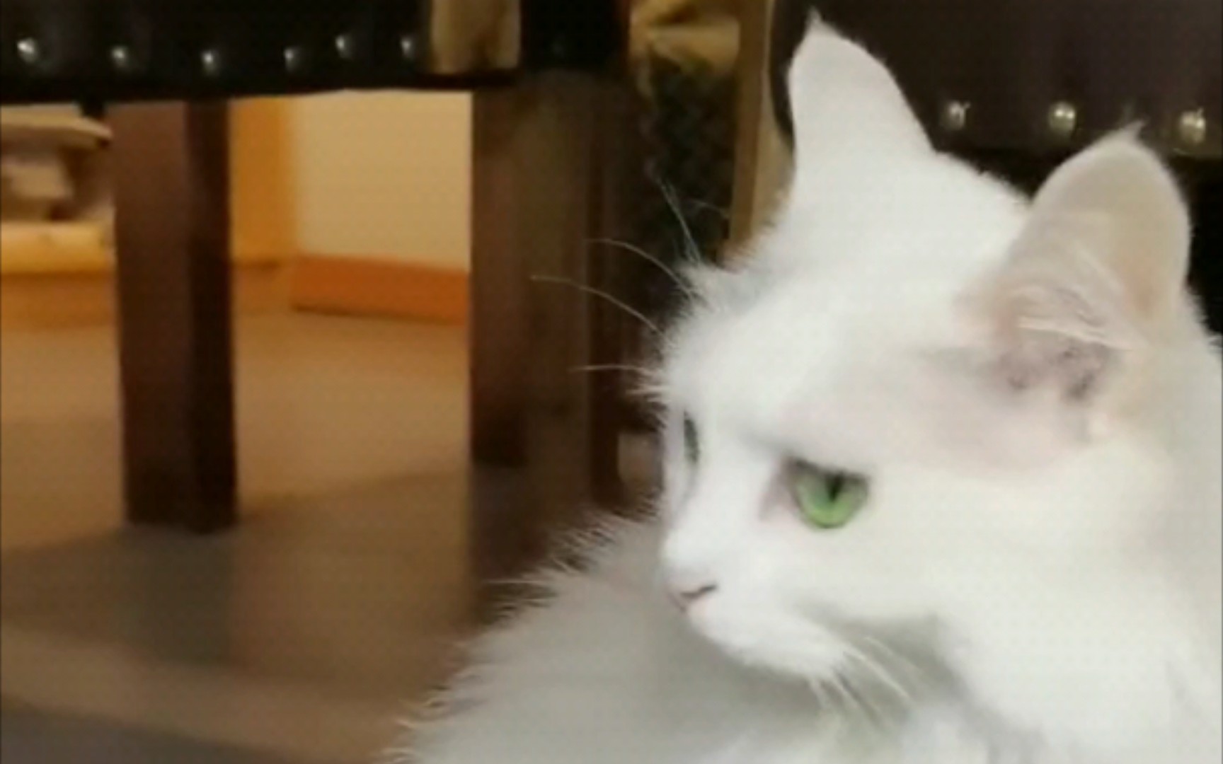 小白猫有绿眼睛