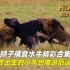 高清原声纪录片，狮子捕食水牛精彩合集，才出生的小牛也难逃厄运