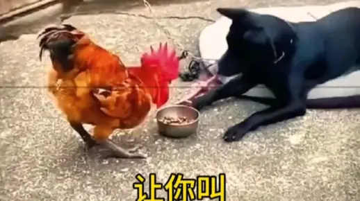 鸡犬不宁