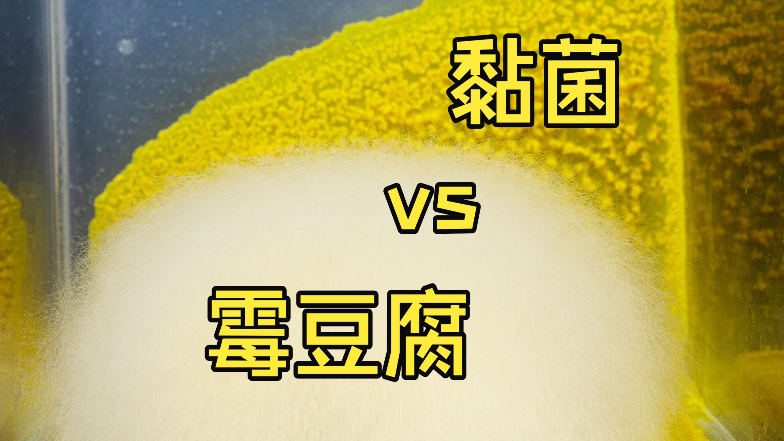 黏菌 vs 霉豆腐，遇到对手了！