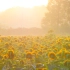 4K Sunflower ひまわり 世羅高原農場 Sera Kogen Farm full bloom  広島  観光 