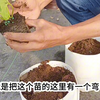 草苺苗定植方法