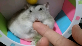 怎么画小仓鼠又简单又好看 84b63faba9d1328d8c61b9ee82ccd7356c2404ce.jpg@280w_158h_1c_100q.jpg