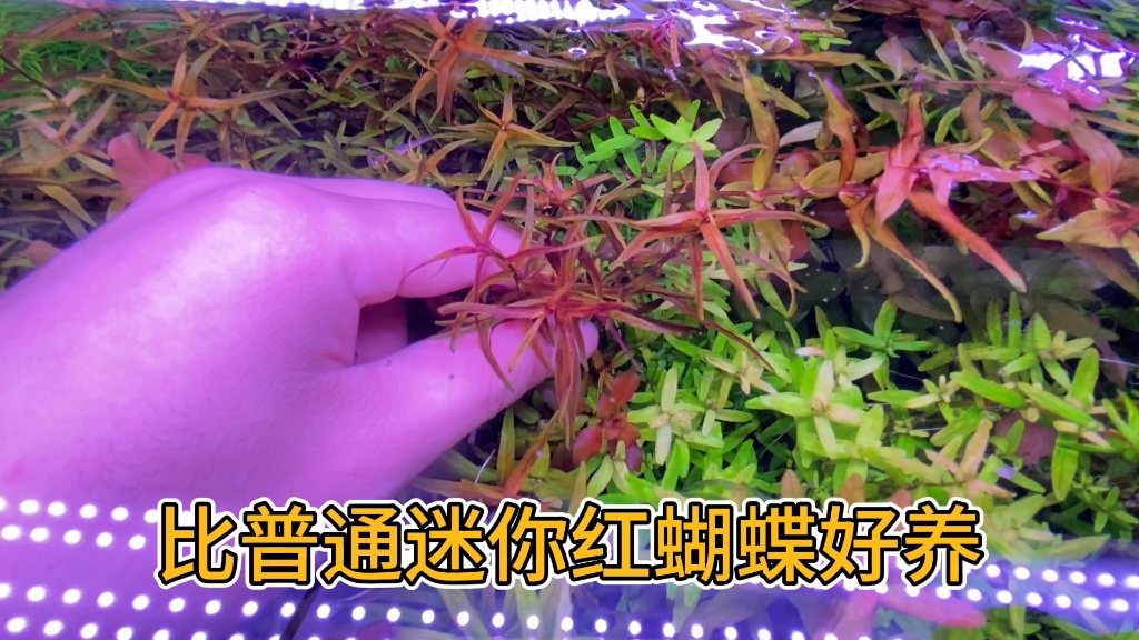 迷你尖叶红蝴蝶水草