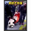 一只野生大熊猫渡河失败，险些丧命，幸好过往的村民发现了它