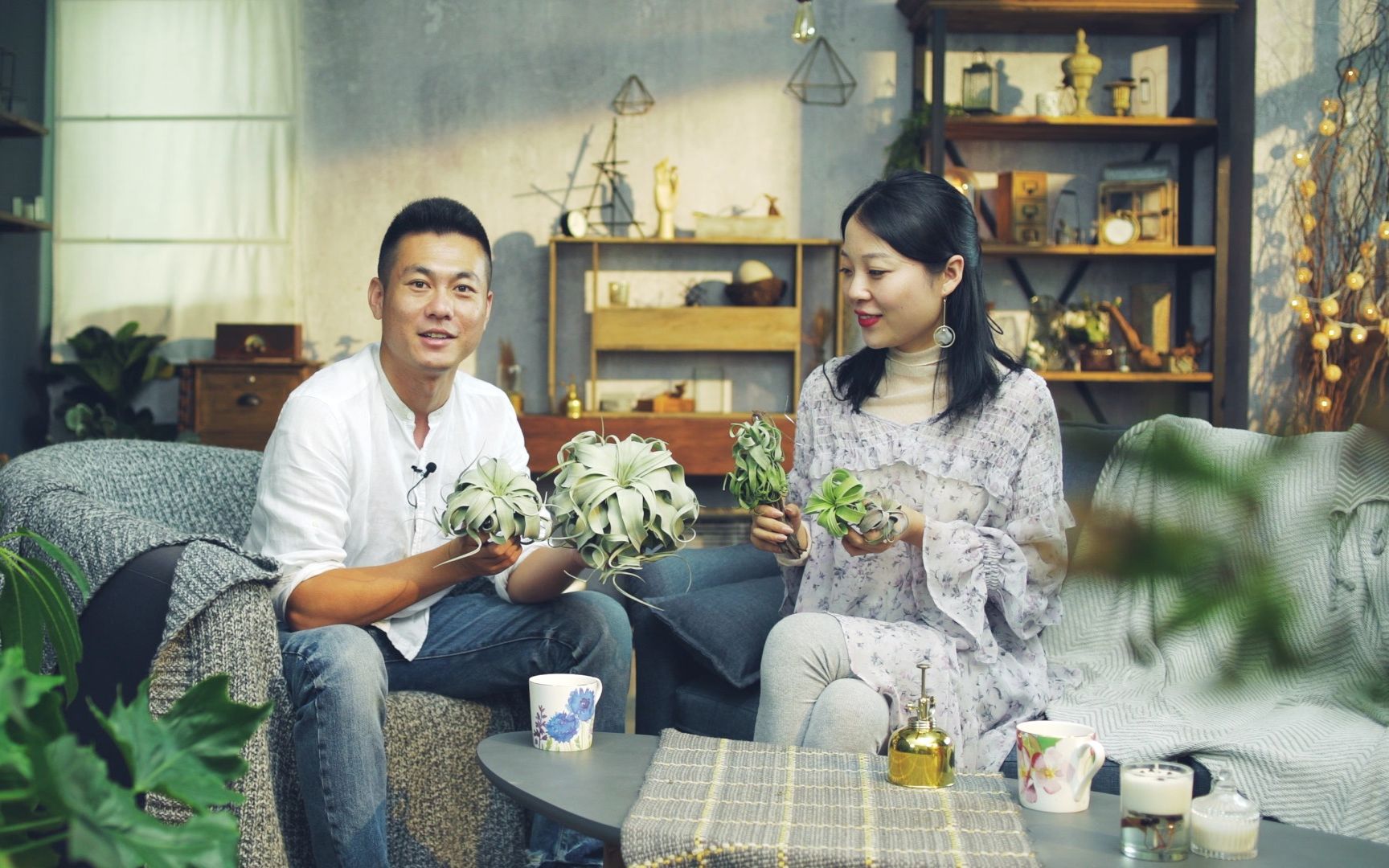 从入门到高阶，5大类空气凤梨品种推荐，专治选择困难