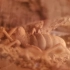 【避日蛛】里海盔日蛛（Galeodes caspius）的掘洞行为记录