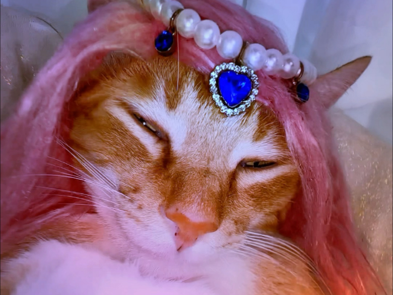 咪咪城里的体面工作