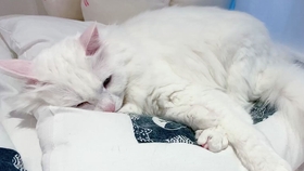 饭团小夫妻全集视频 84ed229fb00b0d82ff90fadbce68470e09f837b7.jpg@280w_158h_1c_100q.jpg