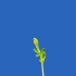 绿幕视频素材植物发芽