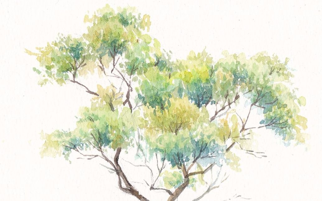 【水彩】水彩风景过程--树的画法--阿花