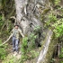 寻找亚洲最高树 4K