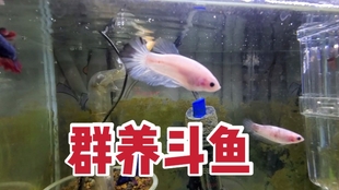 850122b66d10dce8220eeeaece4da69e006dc919.jpg@310w_174h_1c_100q.jpg