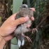 老鹰袭击斑鸠巢穴，一只小斑鸠被幸运救下