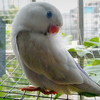 【牡丹鹦鹉】品种介绍之紫面伊莎