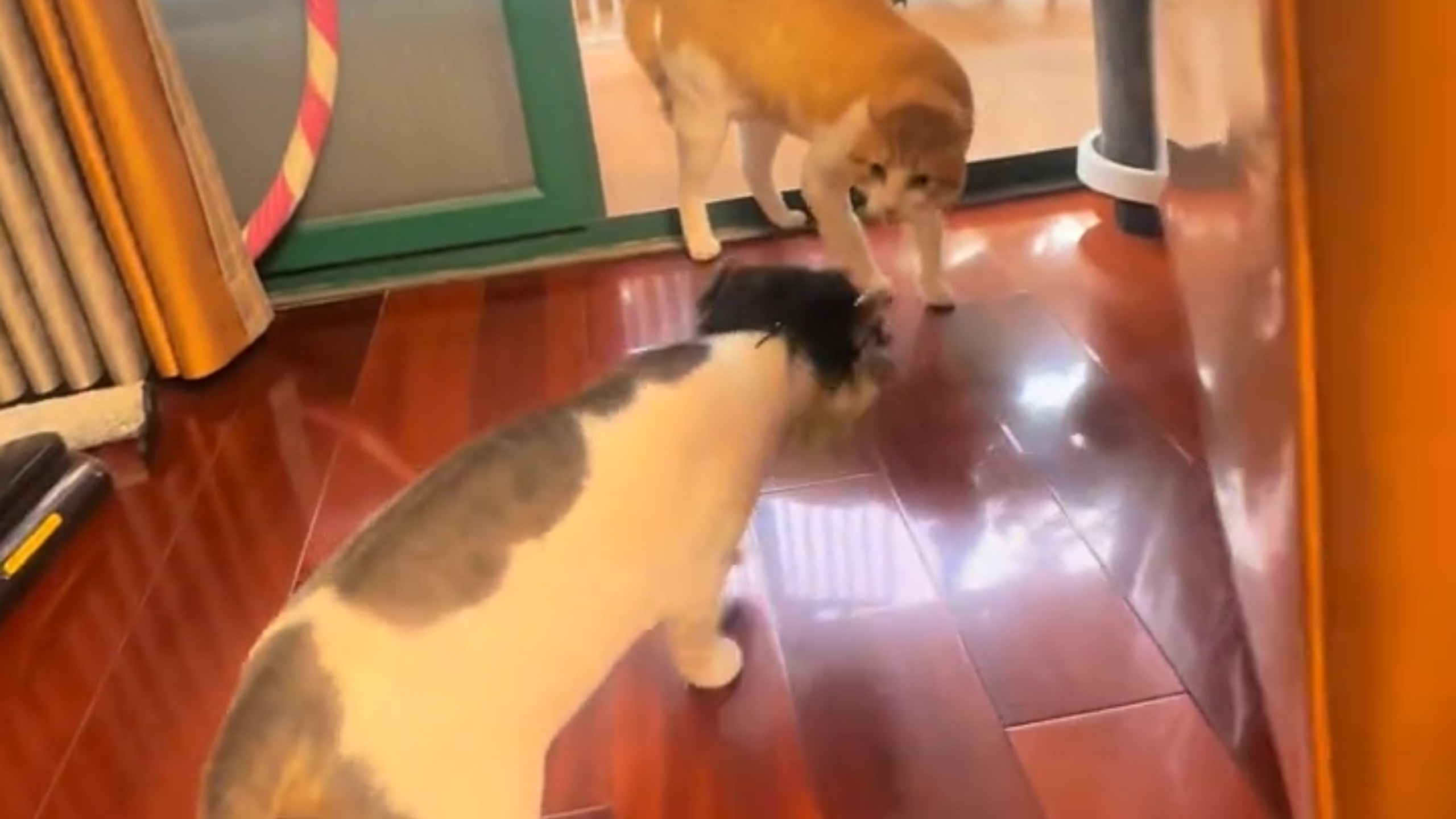 白猫戴了个假发，橘猫就不认识了，疯狂对同伴哈气