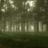 【纯净自然声】- 迷雾笼罩森林，鸟儿唱歌与你作伴