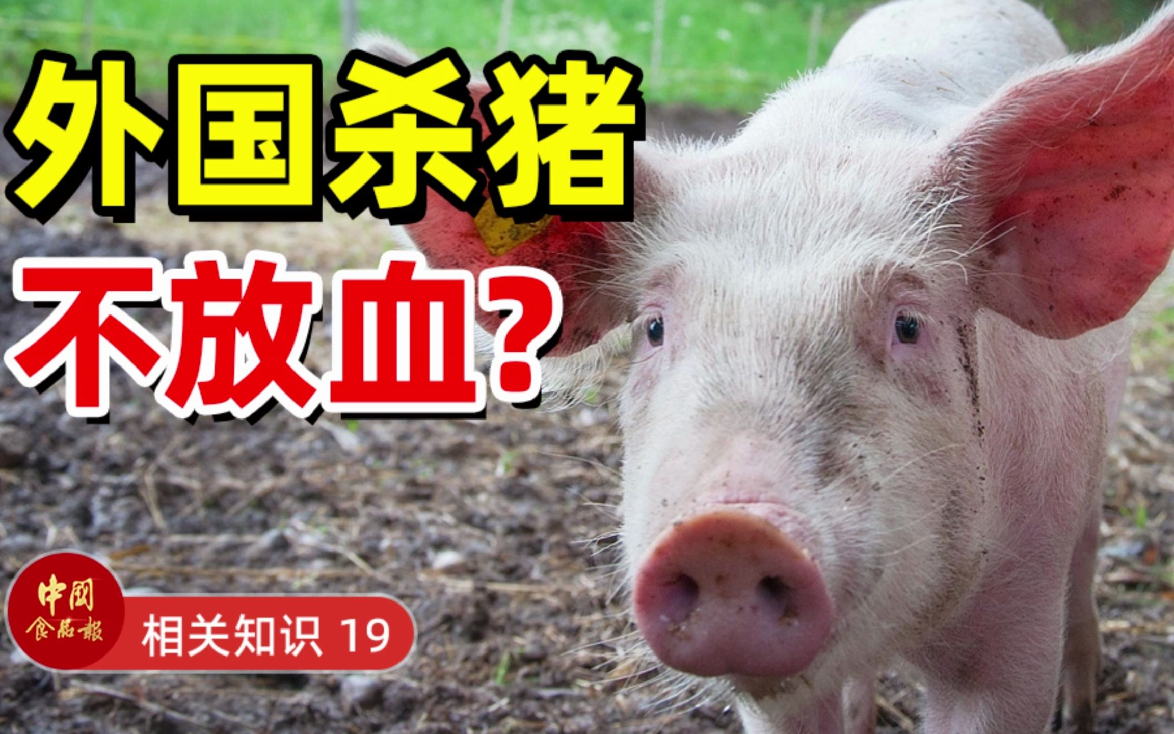 外国猪肉骚，真的是因为杀猪不放血？