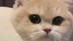 8527d0a9612630689027be06d5c824898192c046.jpg@280w_158h_1c_100q.jpg