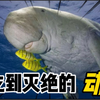 被人类吃灭绝的动物