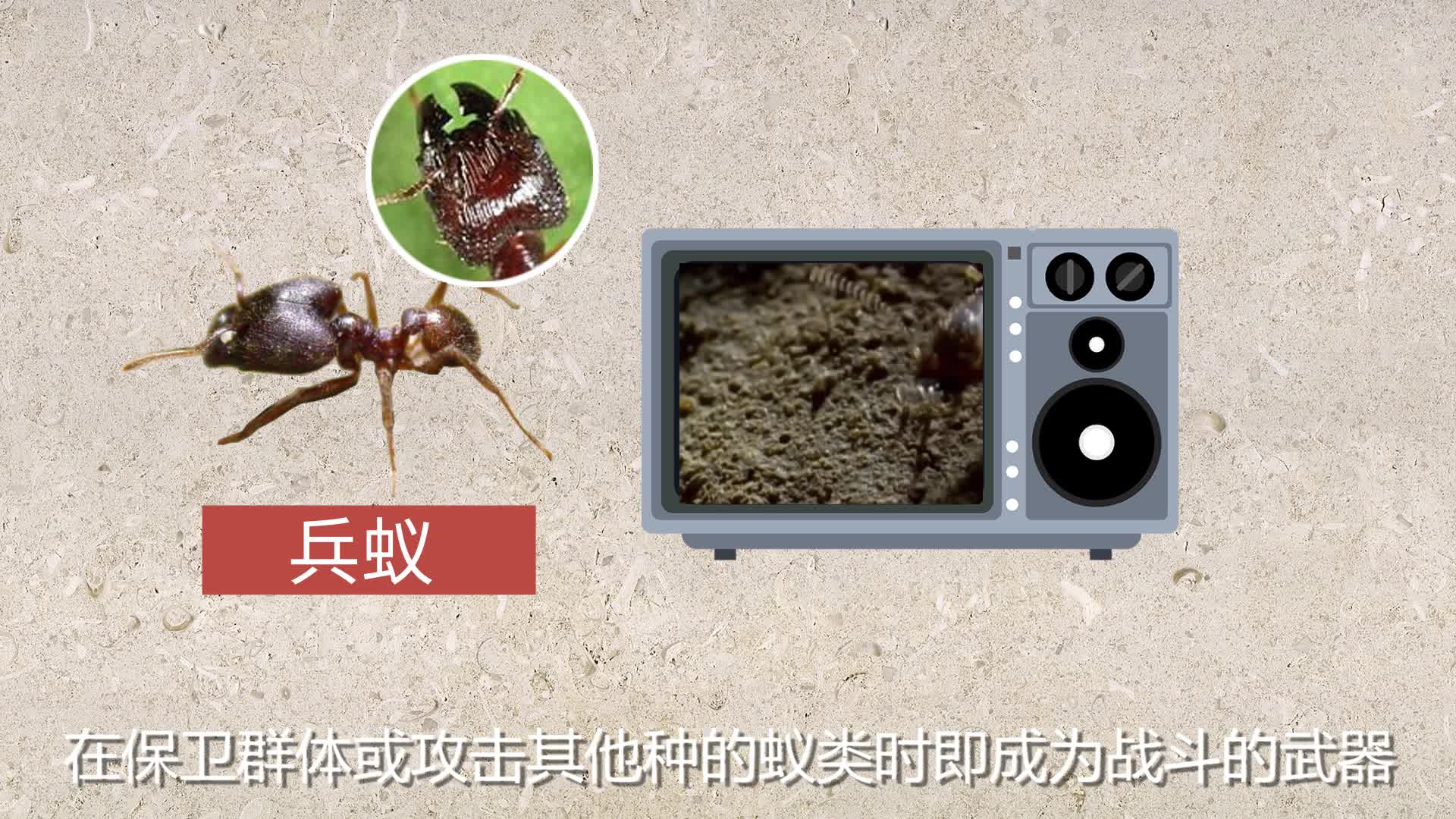 蚂蚁的种类及分工-图库-五毛网