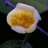 【原创】【延时摄影】 每天来看一朵花开 茶花/金花茶