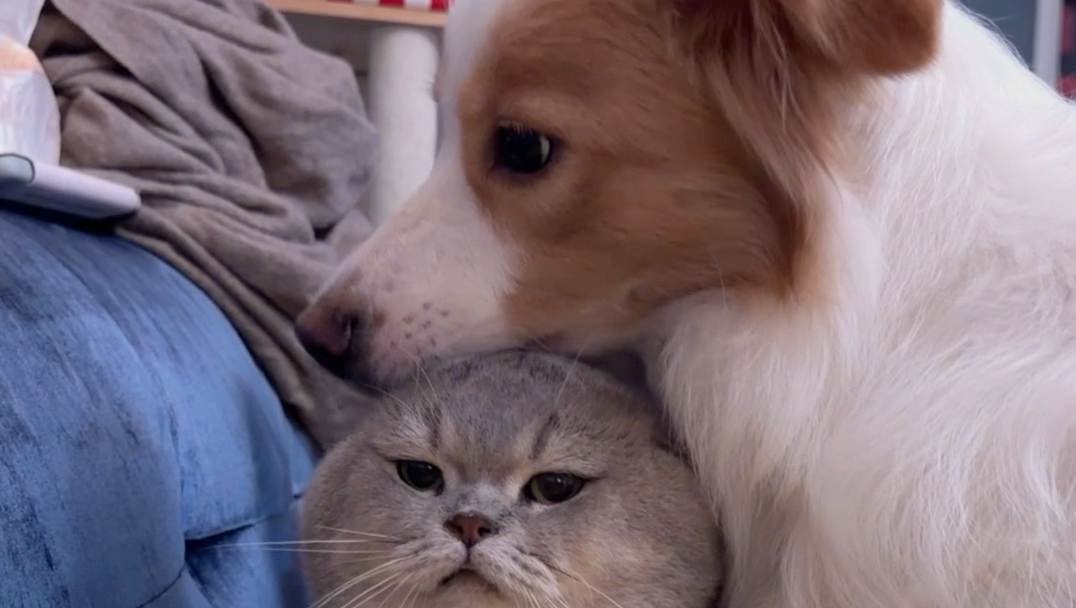 一个猴一个拴法，一只猫一个吸法