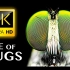 【8K中字】虫虫的生活 | 8K VIDEOS ULTRA HD